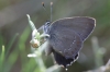 Satyrium esculi Satyrium esculi