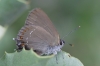 Satyrium esculi Satyrium esculi