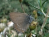Satyrium esculi Satyrium esculi