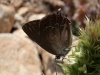 Satyrium esculi Satyrium esculi