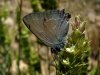 Satyrium esculi Satyrium esculi