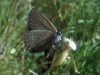 Satyrium esculi Satyrium esculi