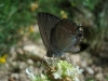 Satyrium esculi Satyrium esculi