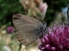 Satyrium esculi Satyrium esculi