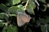 Satyrium esculi Satyrium esculi