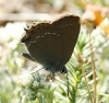 Satyrium esculi Satyrium esculi