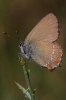 Satyrium esculi Satyrium esculi