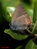 Satyrium esculi Satyrium esculi