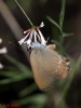 Satyrium esculi Satyrium esculi