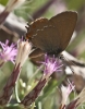 Satyrium esculi Satyrium esculi