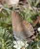 Satyrium esculi Satyrium esculi