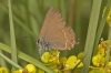 Satyrium esculi Satyrium esculi