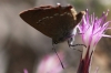 Satyrium esculi Satyrium esculi