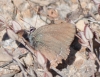 Satyrium esculi Satyrium esculi