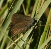 Satyrium esculi Satyrium esculi
