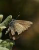 Satyrium sp. Satyrium sp.