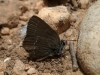 Satyrium spini