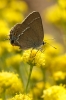 Satyrium spini