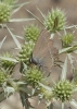 Satyrium spini