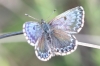 Scolitantides orion Scolitantides orion