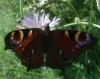 Aglais io