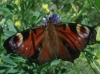 Aglais io