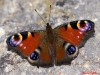 Aglais io