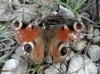 Aglais io