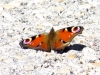 Aglais io