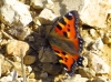 Aglais urticae