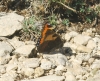 Aglais urticae