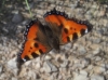 Aglais urticae