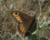 Arethusana arethusa