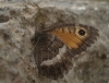 Arethusana arethusa