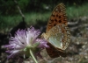 Argynnis adippe