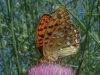 Argynnis adippe