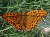 Argynnis adippe