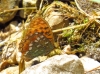 Argynnis adippe