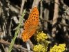 Argynnis adippe