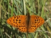 Argynnis adippe