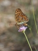 Argynnis adippe