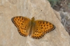 Argynnis aglaja