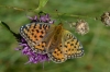 Argynnis aglaja