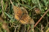 Argynnis aglaja