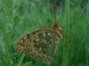 Argynnis aglaja