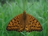 Argynnis aglaja