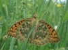 Argynnis aglaja