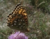 Argynnis aglaja