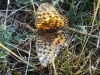 Argynnis aglaja