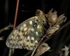 Argynnis aglaja